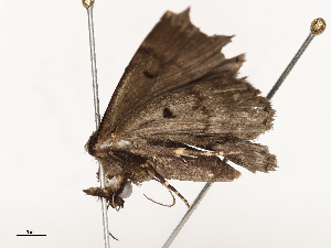  ( - CBG-A58711-F04)  @11 [ ] CreativeCommons - Attribution Share - Alike (2025) CBG Photography Group Centre for Biodiversity Genomics