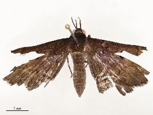  ( - CBG-A58711-F07)  @11 [ ] CreativeCommons - Attribution Share - Alike (2025) CBG Photography Group Centre for Biodiversity Genomics