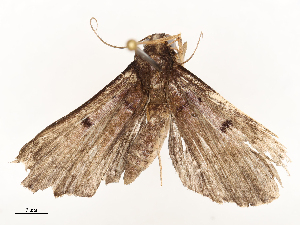  ( - CBG-A58711-F08)  @11 [ ] CreativeCommons - Attribution Share - Alike (2025) CBG Photography Group Centre for Biodiversity Genomics