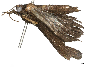  ( - CBG-A59559-G04)  @11 [ ] CreativeCommons - Attribution (2025) CBG Photography Group Centre for Biodiversity Genomics