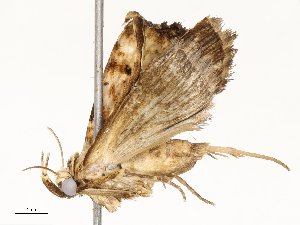  ( - CBG-A59559-G06)  @11 [ ] CreativeCommons - Attribution Share - Alike (2025) CBG Photography Group Centre for Biodiversity Genomics