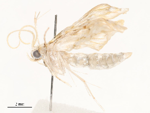  ( - CBG-A59560-F06)  @11 [ ] CreativeCommons - Attribution Share - Alike (2025) CBG Photography Group Centre for Biodiversity Genomics