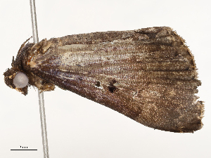  ( - CBG-A59560-F12)  @11 [ ] CreativeCommons - Attribution Share - Alike (2025) CBG Photography Group Centre for Biodiversity Genomics