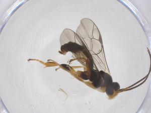  ( - CBG-A62154-D11)  @11 [ ] CreativeCommons - Attribution Share - Alike (2025) Centre for Biodiversity Genomics Centre for Biodiversity Genomics