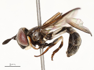  ( - CBG-A62872-E12)  @11 [ ] CreativeCommons - Attribution Share - Alike (2025) CBG Photography Group Centre for Biodiversity Genomics