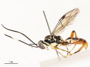  ( - CBG-A62872-G11)  @11 [ ] CreativeCommons - Attribution Share - Alike (2025) CBG Photography Group Centre for Biodiversity Genomics