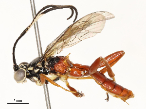  ( - CBG-A62873-G11)  @11 [ ] CreativeCommons - Attribution Share - Alike (2025) CBG Photography Group Centre for Biodiversity Genomics