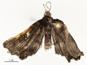  (spiloBioLep01 Malaise0327 - CBG-A62875-A01)  @11 [ ] CreativeCommons - Attribution Share - Alike (2025) CBG Photography Group Centre for Biodiversity Genomics