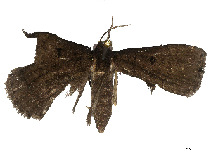  ( - CBG-A62917-C09)  @11 [ ] CreativeCommons - Attribution (2025) CBG Photography Group Centre for Biodiversity Genomics