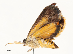  (Hilarographa Malaise0414 - CBG-A62917-E12)  @11 [ ] CreativeCommons - Attribution Share - Alike (2025) CBG Photography Group Centre for Biodiversity Genomics