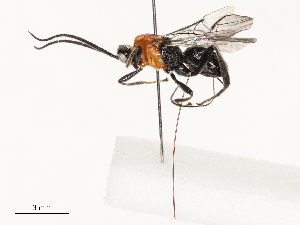  ( - CBG-A62918-D03)  @11 [ ] CreativeCommons - Attribution Share - Alike (2025) CBG Photography Group Centre for Biodiversity Genomics