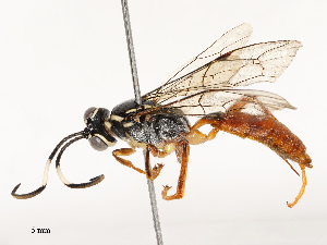  ( - CBG-A62919-C01)  @11 [ ] CreativeCommons - Attribution Share - Alike (2025) CBG Photography Group Centre for Biodiversity Genomics