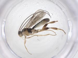  ( - CBG-A63533-C01)  @11 [ ] CreativeCommons - Attribution Share - Alike (2025) Centre for Biodiversity Genomics Centre for Biodiversity Genomics