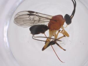  ( - CBG-A63535-A11)  @11 [ ] CreativeCommons - Attribution Share - Alike (2025) Centre for Biodiversity Genomics Centre for Biodiversity Genomics