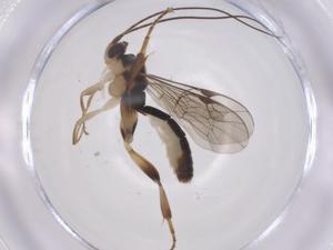  ( - CBG-A63535-D04)  @11 [ ] CreativeCommons - Attribution Share - Alike (2025) Centre for Biodiversity Genomics Centre for Biodiversity Genomics