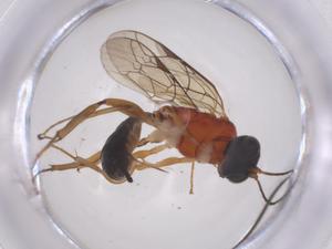  ( - CBG-A63535-D05)  @11 [ ] CreativeCommons - Attribution Share - Alike (2025) Centre for Biodiversity Genomics Centre for Biodiversity Genomics