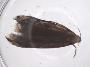  ( - CBG-A63538-H01)  @11 [ ] CreativeCommons - Attribution Share - Alike (2025) Centre for Biodiversity Genomics Centre for Biodiversity Genomics