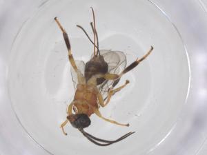  ( - CBG-A63539-D07)  @11 [ ] CreativeCommons - Attribution Share - Alike (2025) Centre for Biodiversity Genomics Centre for Biodiversity Genomics