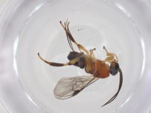  ( - CBG-A63540-C03)  @11 [ ] CreativeCommons - Attribution Share - Alike (2025) Centre for Biodiversity Genomics Centre for Biodiversity Genomics