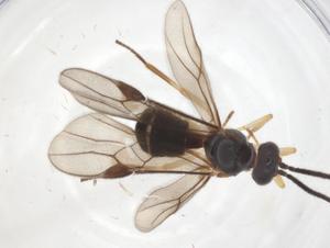  ( - CBG-A63540-H01)  @11 [ ] CreativeCommons - Attribution Share - Alike (2025) Centre for Biodiversity Genomics Centre for Biodiversity Genomics