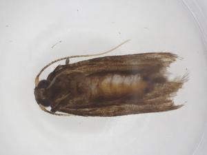  (Hypatopa Malaise1752 - CBG-A63574-A04)  @11 [ ] CreativeCommons - Attribution Share - Alike (2025) Centre for Biodiversity Genomics Centre for Biodiversity Genomics