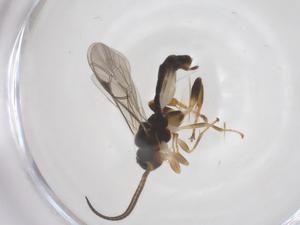  ( - CBG-A63574-D08)  @11 [ ] CreativeCommons - Attribution Share - Alike (2025) Centre for Biodiversity Genomics Centre for Biodiversity Genomics