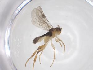  ( - CBG-A63659-G10)  @11 [ ] CreativeCommons - Attribution Share - Alike (2025) Centre for Biodiversity Genomics Centre for Biodiversity Genomics