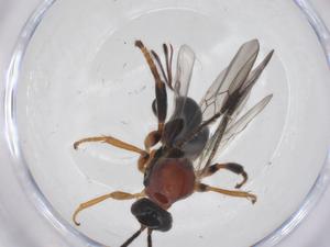  ( - CBG-A63660-D10)  @11 [ ] CreativeCommons - Attribution Share - Alike (2025) Centre for Biodiversity Genomics Centre for Biodiversity Genomics