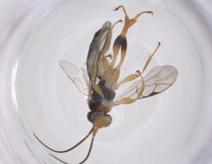  ( - CBG-A63661-A07)  @11 [ ] CreativeCommons - Attribution Share - Alike (2025) Centre for Biodiversity Genomics Centre for Biodiversity Genomics