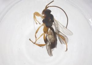  ( - CBG-A63952-B01)  @11 [ ] CreativeCommons - Attribution Share - Alike (2025) Centre for Biodiversity Genomics Centre for Biodiversity Genomics