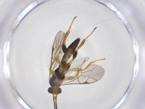  ( - CBG-A63955-G06)  @11 [ ] CreativeCommons - Attribution Share - Alike (2025) Centre for Biodiversity Genomics Centre for Biodiversity Genomics