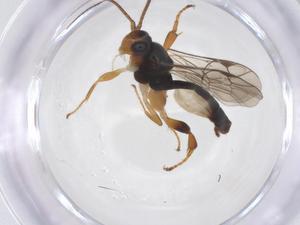  ( - CBG-A63963-G06)  @11 [ ] CreativeCommons - Attribution Share - Alike (2025) Centre for Biodiversity Genomics Centre for Biodiversity Genomics