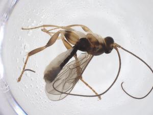  ( - CBG-A63968-G08)  @11 [ ] CreativeCommons - Attribution Share - Alike (2025) Centre for Biodiversity Genomics Centre for Biodiversity Genomics