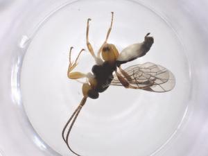  ( - CBG-A63973-A01)  @11 [ ] CreativeCommons - Attribution Share - Alike (2025) Centre for Biodiversity Genomics Centre for Biodiversity Genomics