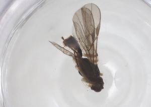  ( - CBG-A63981-D07)  @11 [ ] CreativeCommons - Attribution Share - Alike (2025) Centre for Biodiversity Genomics Centre for Biodiversity Genomics