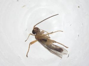  ( - CBG-A63982-A03)  @11 [ ] CreativeCommons - Attribution Share - Alike (2025) Centre for Biodiversity Genomics Centre for Biodiversity Genomics