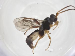  ( - CBG-A63982-H03)  @11 [ ] CreativeCommons - Attribution Share - Alike (2025) Centre for Biodiversity Genomics Centre for Biodiversity Genomics