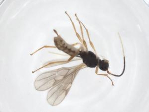  ( - CBG-A63985-H10)  @11 [ ] CreativeCommons - Attribution Share - Alike (2025) Centre for Biodiversity Genomics Centre for Biodiversity Genomics