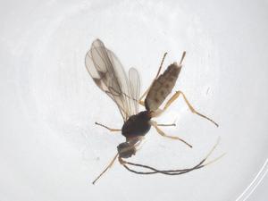  ( - CBG-A64033-A12)  @11 [ ] CreativeCommons - Attribution Share - Alike (2025) Centre for Biodiversity Genomics Centre for Biodiversity Genomics