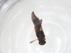  ( - CBG-A64039-H02)  @11 [ ] CreativeCommons - Attribution Share - Alike (2025) Centre for Biodiversity Genomics Centre for Biodiversity Genomics