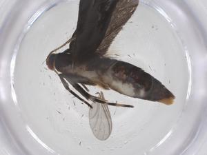  ( - CBG-A64041-F10)  @11 [ ] CreativeCommons - Attribution Share - Alike (2025) Centre for Biodiversity Genomics Centre for Biodiversity Genomics