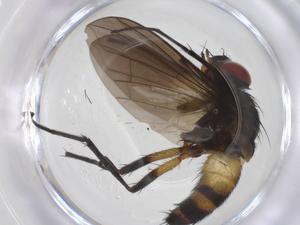  ( - CBG-A64042-G07)  @11 [ ] CreativeCommons - Attribution Share - Alike (2025) Centre for Biodiversity Genomics Centre for Biodiversity Genomics