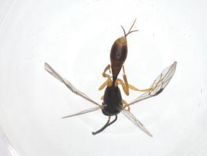  ( - CBG-A64052-E01)  @11 [ ] CreativeCommons - Attribution Share - Alike (2025) Centre for Biodiversity Genomics Centre for Biodiversity Genomics