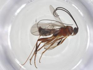  ( - CBG-A64055-E02)  @11 [ ] CreativeCommons - Attribution Share - Alike (2025) Centre for Biodiversity Genomics Centre for Biodiversity Genomics