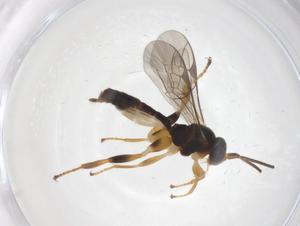  ( - CBG-A64071-A09)  @11 [ ] CreativeCommons - Attribution Share - Alike (2025) Centre for Biodiversity Genomics Centre for Biodiversity Genomics