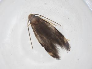  ( - CBG-A64071-C02)  @11 [ ] CreativeCommons - Attribution Share - Alike (2025) Centre for Biodiversity Genomics Centre for Biodiversity Genomics