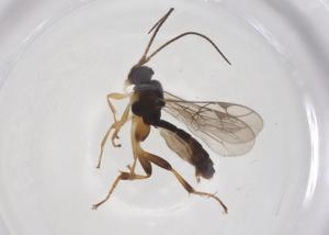  ( - CBG-A64086-C02)  @11 [ ] CreativeCommons - Attribution Share - Alike (2025) Centre for Biodiversity Genomics Centre for Biodiversity Genomics