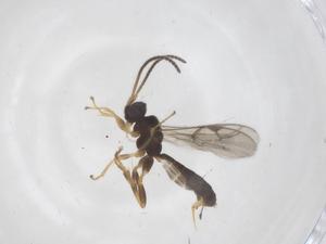  ( - CBG-A64088-G11)  @11 [ ] CreativeCommons - Attribution Share - Alike (2025) Centre for Biodiversity Genomics Centre for Biodiversity Genomics