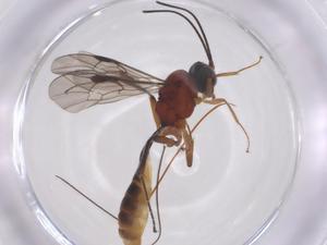  ( - CBG-A64279-E07)  @11 [ ] CreativeCommons - Attribution Share - Alike (2025) Centre for Biodiversity Genomics Centre for Biodiversity Genomics