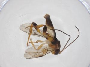  ( - CBG-A64287-C08)  @11 [ ] CreativeCommons - Attribution Share - Alike (2025) Centre for Biodiversity Genomics Centre for Biodiversity Genomics